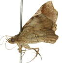 Image of Pangrapta adoxopis Turner 1908