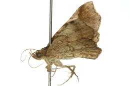 Image of Pangrapta adoxopis Turner 1908