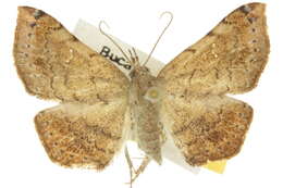Image of Heterormista psammochroa Lower 1903