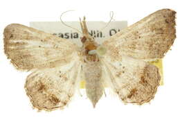 Image of Heterormista modesta Swinhoe 1901