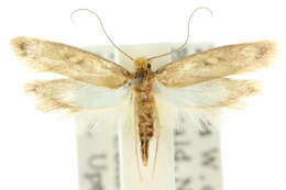 Image of Monopis ochroptila Turner 1923