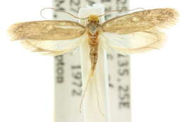 Image of Monopis ochroptila Turner 1923