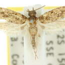 Image of Tropical tobacco moth