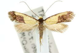 Image of Edosa irruptella (Walker 1864)