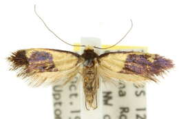 Image of Edosa irruptella (Walker 1864)