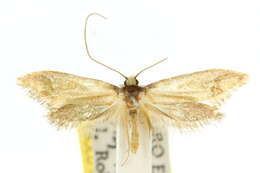 Image of Edosa balanosema (Meyrick 1893)