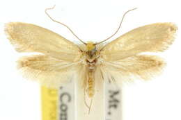 Image of Edosa ochracea (Meyrick 1893)