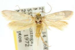 Image of Edosa idiochroa (Lower 1918)