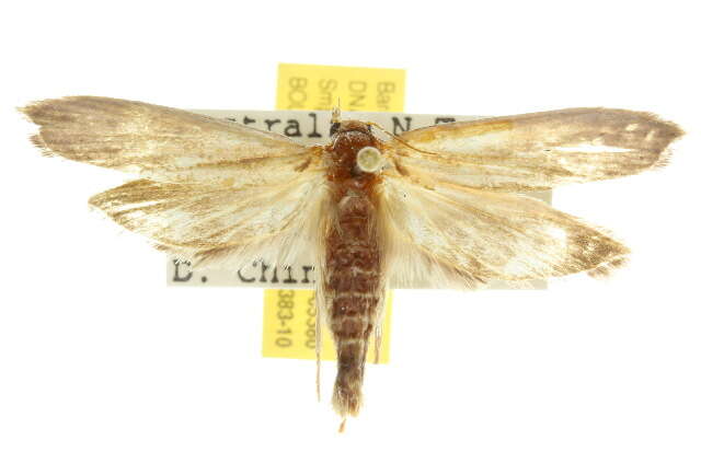 Image of Trachycentra rhynchitis Meyrick 1938