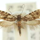 Image of Parochmastis dromaea Turner 1926