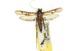 Image of Gerontha acrosthenia Zagulajev 1972