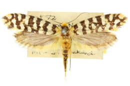 Image of Moerarchis australasiella (Donovan 1805)