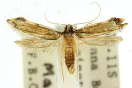 Image of Phaeoses caenologa (Meyrick 1915)