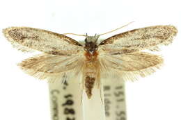 Image of Erechthias epomadia (Turner 1923)