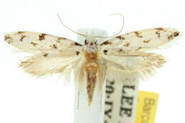 Image of Moth