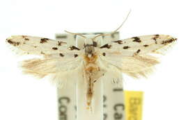 Image of Moth