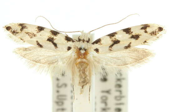 Image of Moth