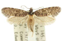 Image of Acridotarsa celsella (Walker 1863)
