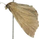 Imagem de Eporectis phenax Meyrick 1902