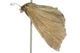 Image of Eporectis phenax Meyrick 1902