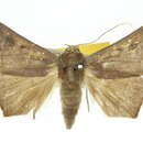 Image of Oxygonitis sericeata Hampson 1893