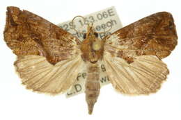 Image of Plusiodonta arctipennis Butler 1886