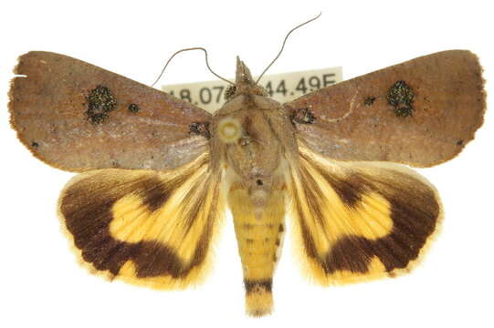 Слика од Hypocala guttiventris Walker 1857