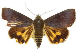 Imagem de Hypocala violacea Butler 1879