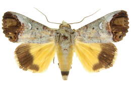 Imagem de Hypocala affinis Rothschild 1916