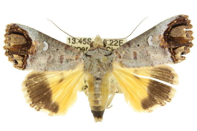Imagem de Hypocala affinis Rothschild 1916