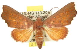 Image of Arthisma scissuralis Moore 1883