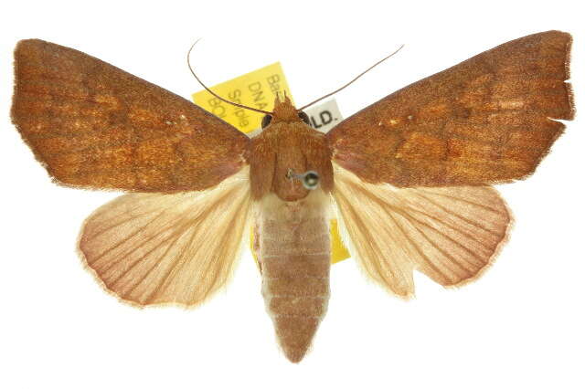 Image of Anomis nigritarsis Walker 1857