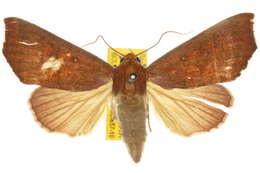 Image of Anomis nigritarsis Walker 1857