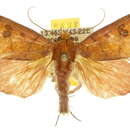 Image of Anomis schistosema Hampson 1926