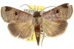 صورة Avitta ophiusalis Walker 1858