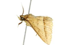 Image of Hypospila creberrima