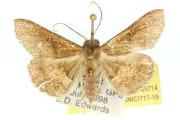 Image of Stenocarsia metaplatys Hampson 1926