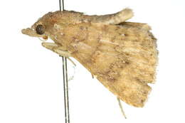 Sivun <i>Attonda trifasciata</i> kuva