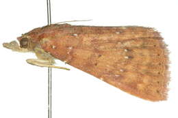 Sivun <i>Attonda trifasciata</i> kuva