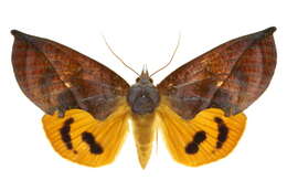 Image of Eudocima aurantia (Moore 1877)