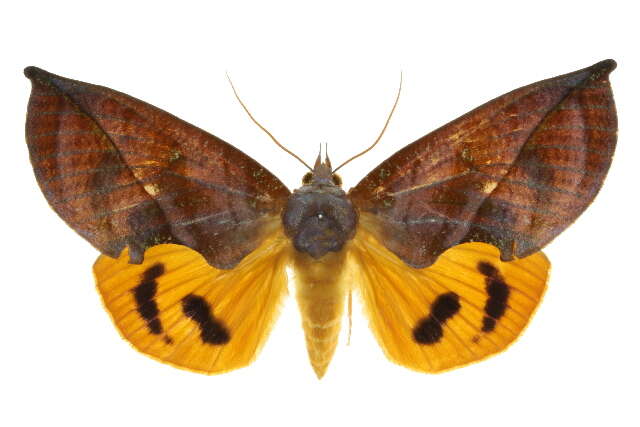 Image of Eudocima aurantia (Moore 1877)