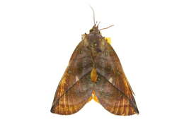 Image of Eudocima aurantia (Moore 1877)