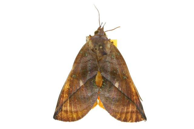 Image of Eudocima aurantia (Moore 1877)