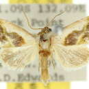 Image de <i>Acontia cobourgensis</i>