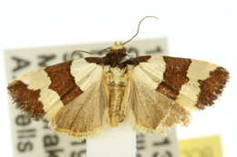 Image of Micrapatetis leucozona Turner 1902