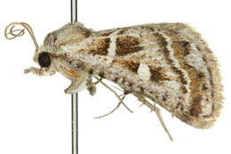 Image of <i>Acantholipes zuboides</i>