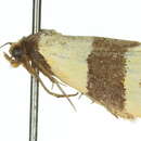 Image of Micrapatetis icela Turner 1920