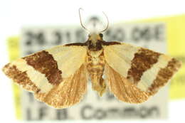 Image of Micrapatetis icela Turner 1920