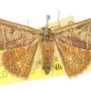 صورة Oruza cervinipennis Warren 1913