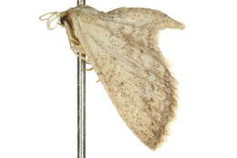 Image of Scopula emissaria Walker 1861